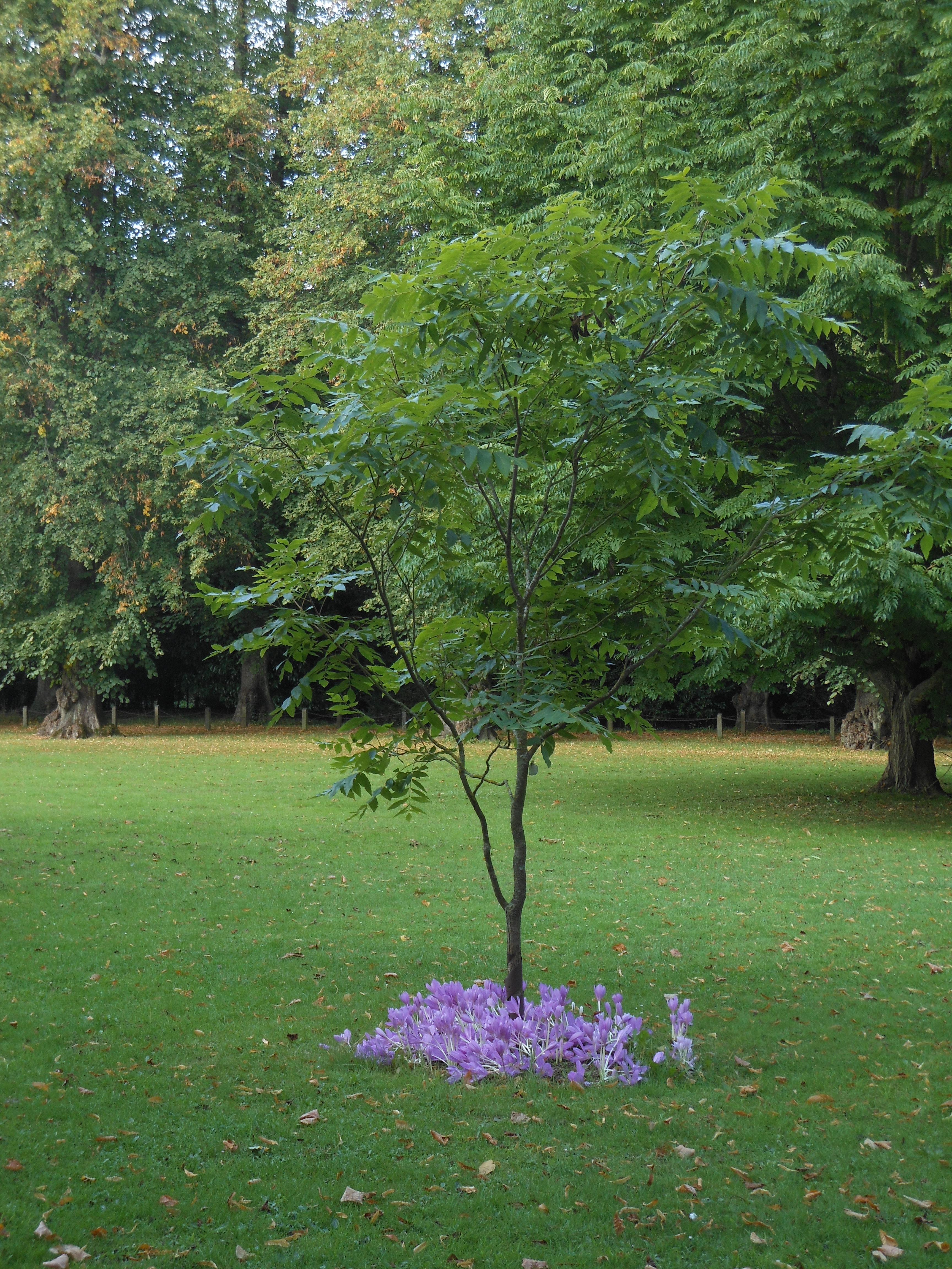Well Dressings Bakewell